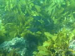 Pempheris multiradiata