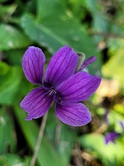 Viola confusa