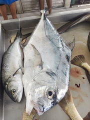 Alectis ciliaris