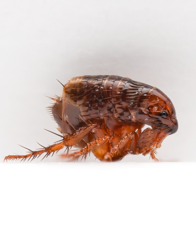 Cat flea