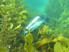 Notolabrus parilus