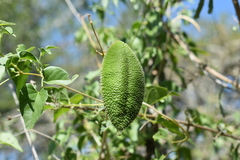 Amphilophium carolinae