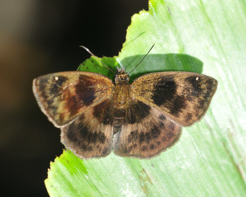 Paches trifasciatus
