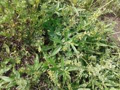 Veronica prostrata
