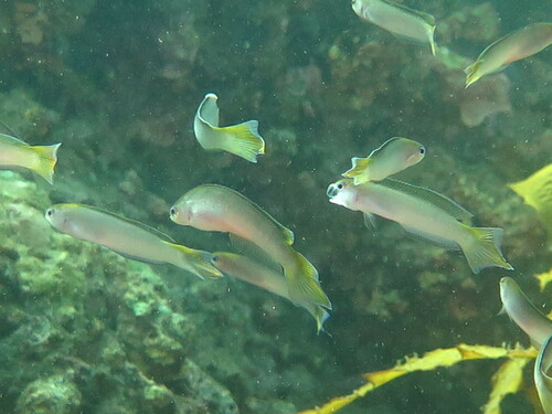 Yellowhead hulafish (Trachinops noarlungae) — Plesiopidae — 3