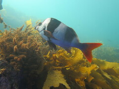 Pseudogoniistius nigripes