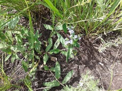 Veronica prostrata