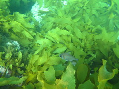 Pempheris klunzingeri