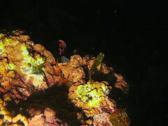 Helcogramma decurrens