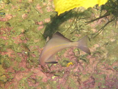 Pempheris klunzingeri