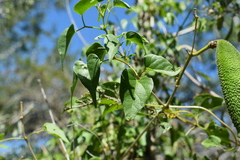 Amphilophium carolinae