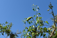 Amphilophium carolinae