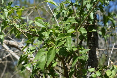 Amphilophium carolinae