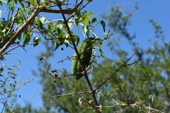 Amphilophium carolinae