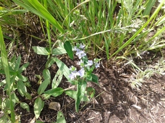 Veronica prostrata