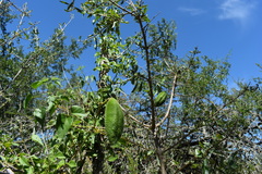 Amphilophium carolinae