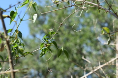 Amphilophium carolinae