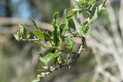 Amphilophium carolinae