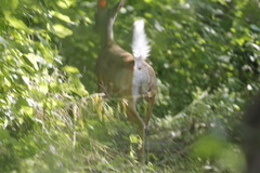 Odocoileus virginianus sinaloae