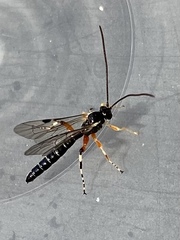 Itoplectis