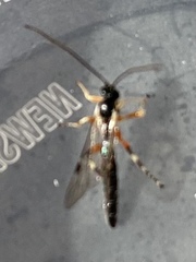 Itoplectis