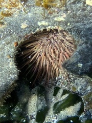 Echinometra mathaei