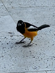 Icterus icterus