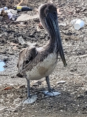 Pelecanus occidentalis