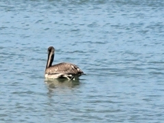 Pelecanus occidentalis