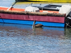 Pelecanus occidentalis