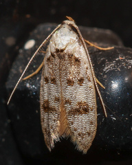 Scatochresis innumera