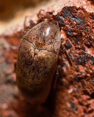 Trigonodera mastersii