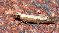 Plutella xylostella-australiana