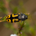 Castiarina anchoralis - Photo (c) Chris Burwell,  זכויות יוצרים חלקיות (CC BY-NC), הועלה על ידי Chris Burwell