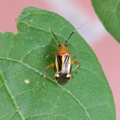 Horciasinus signoreti