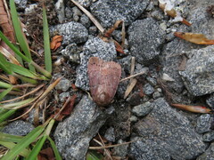 Pseudorthodes vecors