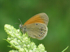 Coenonympha glycerion