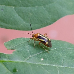 Horciasinus signoreti