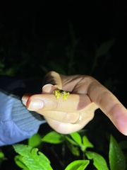 Dendropsophus microps