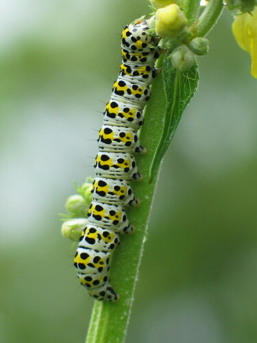 Mullein Moth