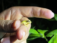Dendropsophus microps