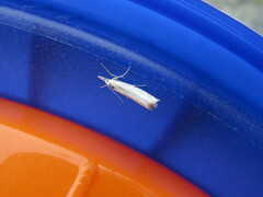 Crambus albellus