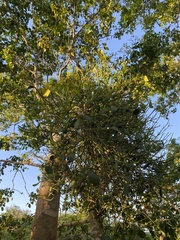 Dendrophthora bermejae