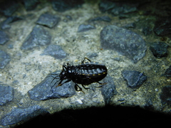 Ectrichodiini