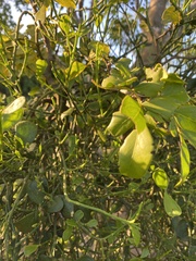 Dendrophthora bermejae