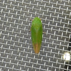 Iassinae