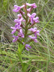 Disa stachyoides