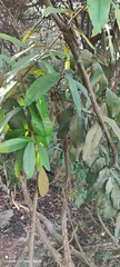 Diospyros blancoi