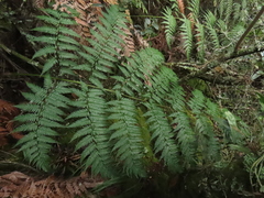 Lophosoria quadripinnata