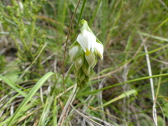Schizochilus flexuosus